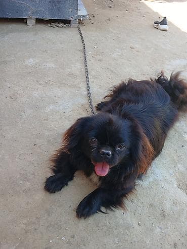 heyvanlar pişik: Pekines — 1
