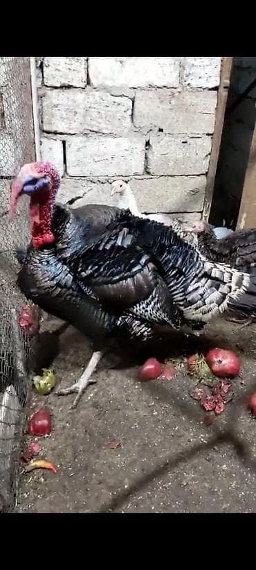 Erkək, Damazlıq lalafo.az -da Erkək, Damazlıq