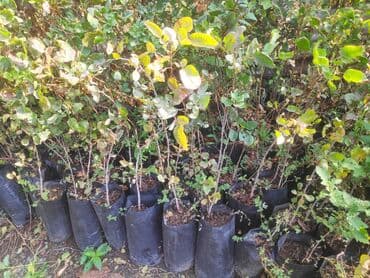 Püstə tingləri (calaqsızdır) Qiyməti 5 manat Ağstafa rayonu Çatdırılma