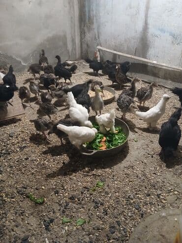 kənd colpalari: Salam Hinduşka balaları satılır 30 dənədi ünvan Kürdəxanı 25 — 1