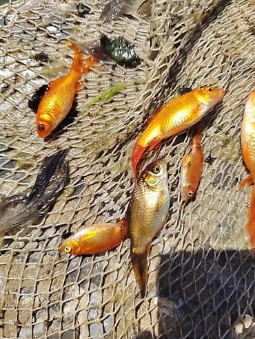 suda yaşayan heyvanlar haqqında məlumat: Qızıl balıq, Sülhsevər, Ünvandan götürmə — 1