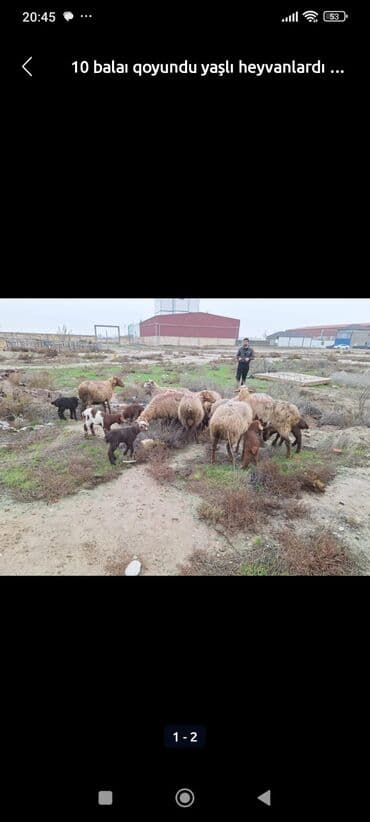 yuxuda ördək balası görmək: Dişi, il: >10, Damazlıq — 1