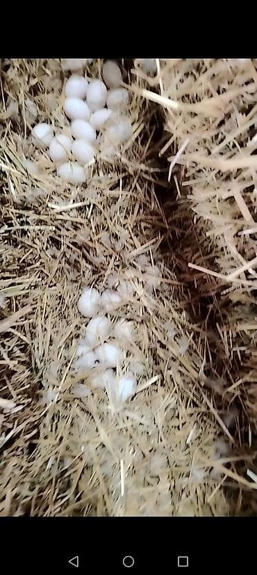 ördey yumurtasi: Məhsul: Ördək yumurtası Təsvir: - Təsərrüfatdan toplanan ağ ördək — 2