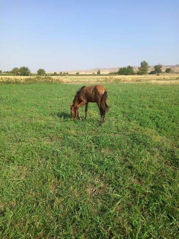 sudluk inekler satışı: Otlaq sahəsində gəzən qəhvəyi rəngdə at. Bu at qəhvəyi bədənə və tünd — 2