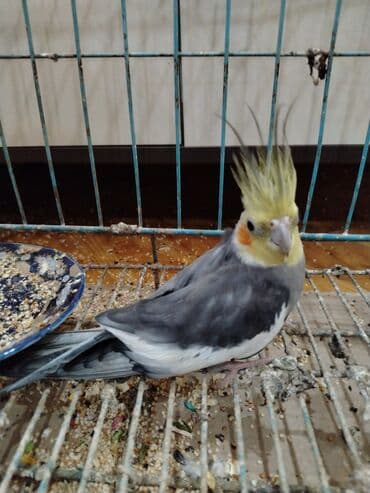 Akvariumlar: Nimfa (cockatiel) papağanı – boz-ağ rəng çaları, sarı tozquluğu və — 3