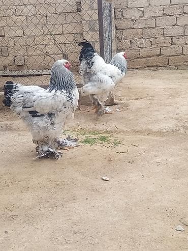 Quşlar: Brahma cinsli toyuq və xoruzlar - Ağ-qara rəngli, qalın lələk örtüyü — 1