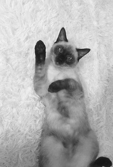 scottish pişik: Siam, Erkək, Cütləşmə üçün — 3