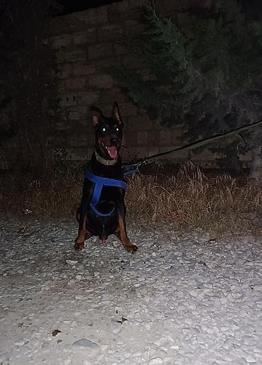 it: Doberman, 1 il, Erkek, Peyvəndli, Ünvandan götürmə — 6