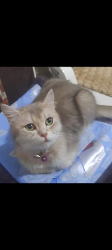 Ev pişiyi – zərif və sakit xasiyyətli - Uzun və yumşaq tüklü lalafo.az -da Ev pişiyi – zərif və sakit xasiyyətli - Uzun və yumşaq tüklü