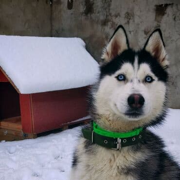 объявление о продаже собаки: Хаски — 3