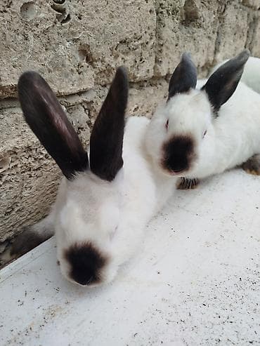 dovşan əti: Kalfor dovsanlar temiz qan — 9