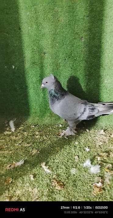 turac quşu: Salam taklalar satılır. erkek maya cütü 50 azn — 2