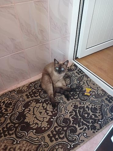 pişik sumkası: Siam, Erkək, Yaxşı əllərə, Ünvandan götürmə — 5