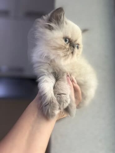 отдам в хорошие руки породистых котят: Персидская — 4