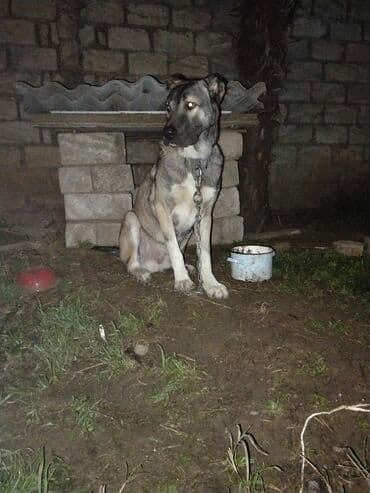 отдам в хорошие руки щенка маленькой породы: 1 год, Самец, С прививками, Самовывоз — 3