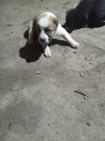 bala itlər: 1 ay — 1