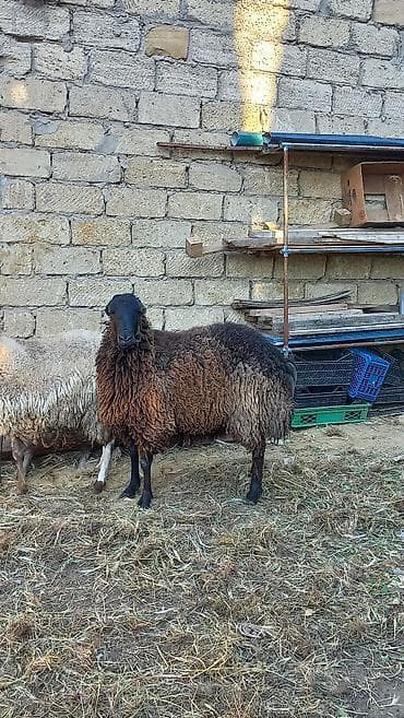 Qoyunlar, qoçlar: Erkək, il: 2, Damazlıq, Ünvandan götürmə — 4