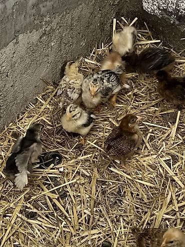 kent colpası: Toyuq cücələri, Damazlıq — 2