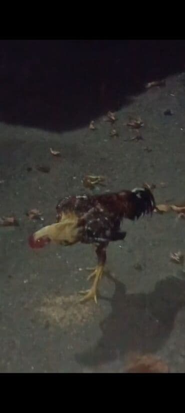 qara toyuq: Məhsul: Ev quşu – xoruz Təsvir: - Şəkillərdə görünen yerli tip xoruz — 3