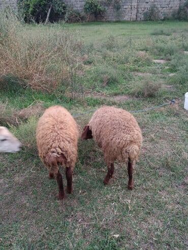 Quzu, Erkək, ay: 5, 25 kq, Ətlik, Ünvandan götürmə