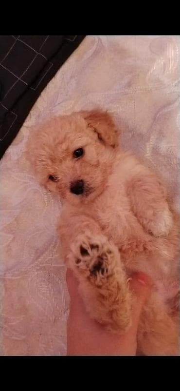 at heyvan: Pudel balaları satılır. 45 günlük Saf qan orta ölçülü balalar Krem — 4
