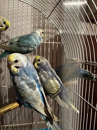 cucelerin satisi: Rainbow papuqayları satılır son qiymət 20 manat Erkək dişi var — 2