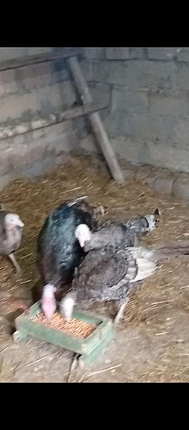 Atlar: Erkək, Damazlıq — 2