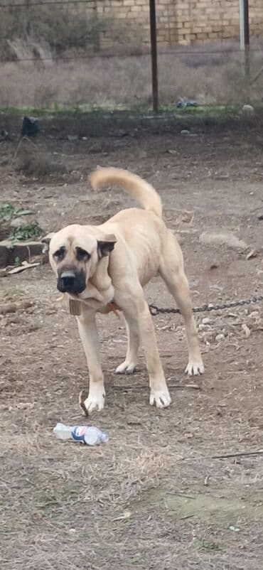 İtlər: Kanqal, 1 il, Erkek, Peyvəndli, Ödənişli çatdırılma — 5