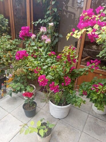куплю комнатные растения: Şefler ve her cür ev güllərin satışı mövcudu isdediyiniz gülün — 7
