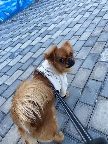 İt üçün kapüşonlu geyim – kiçik ölçü - Rəng: krem (açıq bej) tonlu