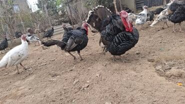 cuceye verilen adlar: Erkək, Amerika, Damazlıq, Ünvandan götürmə — 7