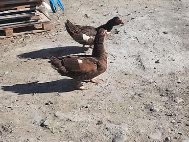 qaz şəkli: Muscovy ördəkləri (indoutka) – qəhvəyi rəngdə sürü - Cins — 6