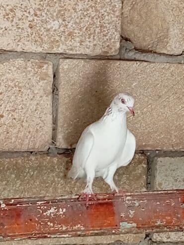 аквариум без рыб: Ağ rəngli dekorativ göyərçinlər - Tam ağ lələklər, bəzi fərdlərdə — 3