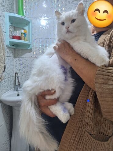 самюн ван слим ультра: Sevimli uzun tüklü ağ pişik - Cinsə bənzər görünüş: uzun tüklü — 1