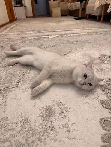 benqal pişik: Yaxşı saglam pişiklə CÜTLƏŞDİRMƏK istəyirəm. Erkəkdir. Ödənişsiz — 2