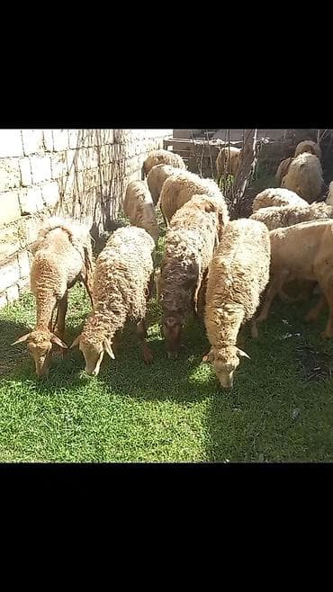 qoyun quyrugu: Salam 24dene bogaz qoyun — 2