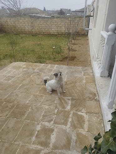 ev iti satisi: Pudel, 9 ay, Erkek, Peyvəndli, Ödənişli çatdırılma — 8