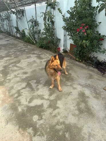 itlee: Erkek it satılır adı Aşirdi.marağlanmaq istəyən yazsın. Qiymeti 300 — 3