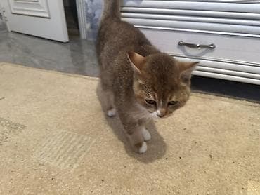 Digər heyvanlar: Britan — 10