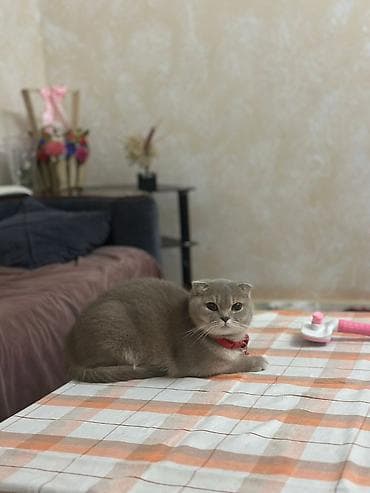 pisi: Şotland yastı qulaq, Yaxşı əllərə — 5