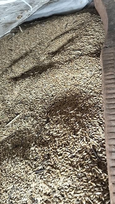 heleb kecileri satilir: Məhsul: Taxıl (yemlik/əkinlik) Təsvir: - Təbii şəkildə saxlanmış — 1