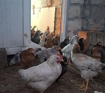 keci balasi satilir: Yerlı kent cucler 3 ay 10 gunluk — 3