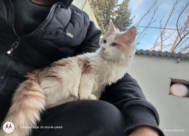 alisanin pişiyi: Yaxşı əllərə — 1