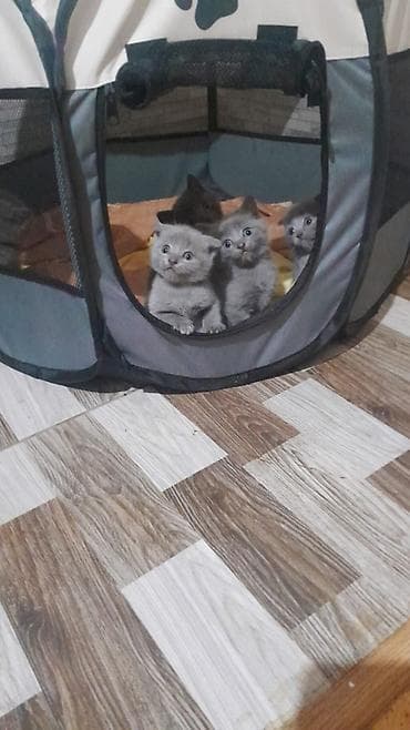 siam pişiyi: Britan — 1