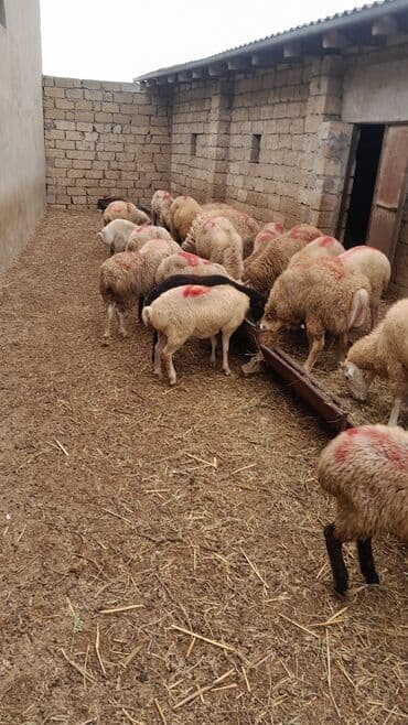 рынок животных в баку: Erkək, il: 7, 55 kq, Ətlik, Ünvandan götürmə — 11
