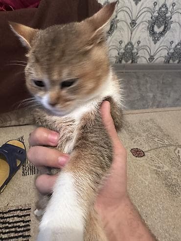 Digər heyvanlar: Britan — 6