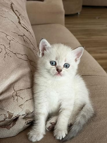 Кошки: Sevimli balaca pişik balası - Cinsə bənzər xüsusiyyətlər: qısa — 6