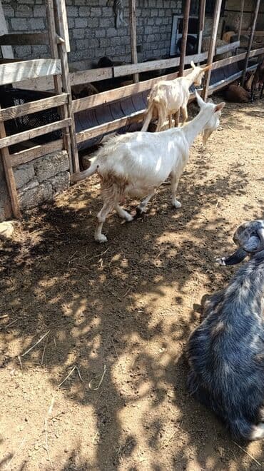 cins ineklerin qiymeti: Məhsul: Keçilər satılır boğaz keçilər sudlü heyvanlardı Qiymət: 400 — 16