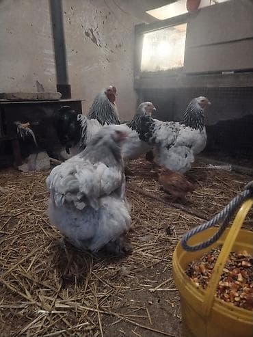 arpa satisi: Toyuq, Brama, Yumurtalıq — 3