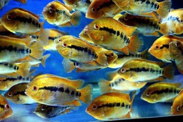 продажа аквариумных рыбок: Цихлид — 7